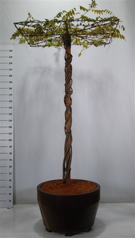 Wisteria brach. 'Yokohama fuji'