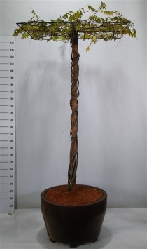 Wisteria brach. 'Yokohama fuji'