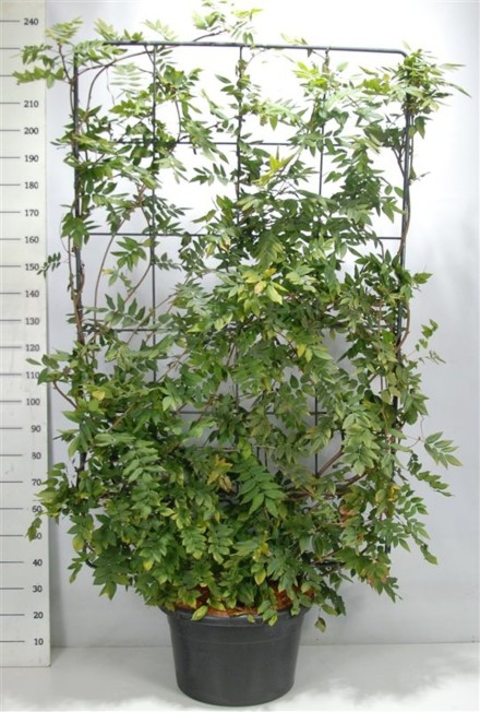 Wisteria brach. 'Yokohama fuji'