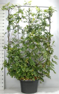 Wisteria brach. 'Yokohama fuji'