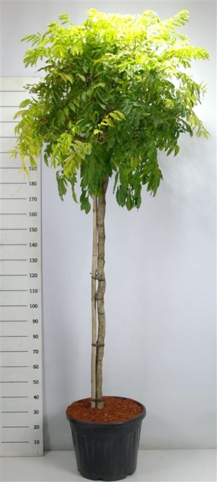 Wisteria formosa 'Issai'