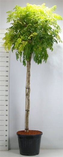 Wisteria formosa 'Issai'