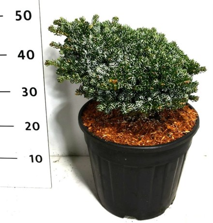 Abies k. 'Kohout's Icebreaker'