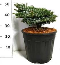 Abies k. 'Kohout's Icebreaker'