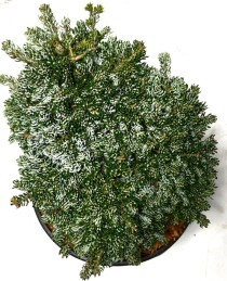 Abies k. 'Kohout's Icebreaker'