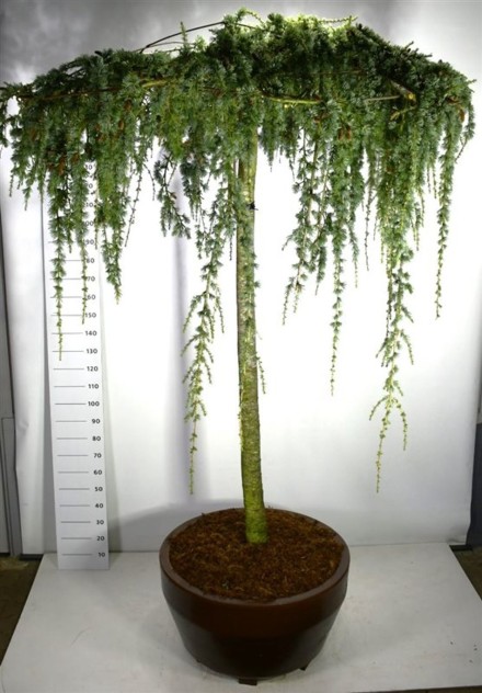 Cedrus atl. 'Glauca Pendula'