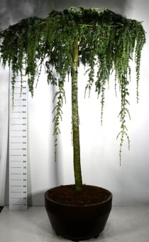 Cedrus atl. 'Glauca Pendula'