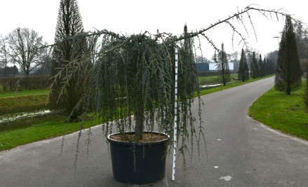 Cedrus atl. 'Glauca Pendula'