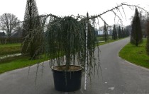 Cedrus atl. 'Glauca Pendula'