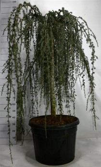 Cedrus atl. 'Glauca Pendula'