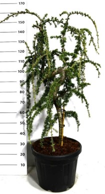 Cedrus atl. 'Glauca Pendula'