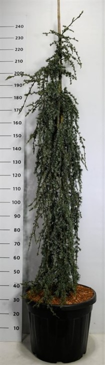 Cedrus l. 'Blue Fountain'