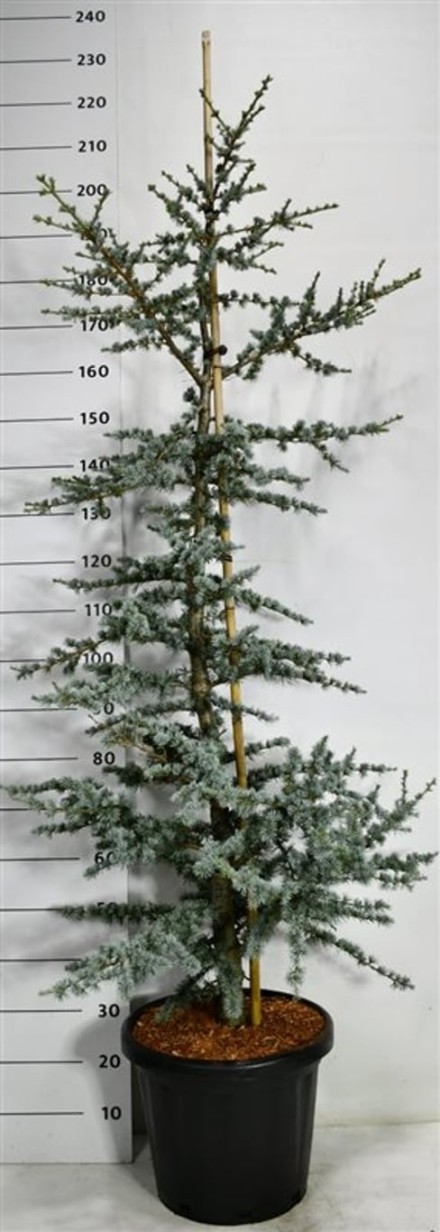 Cedrus libani 