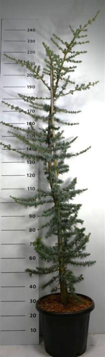 Cedrus l. 'Glauca'