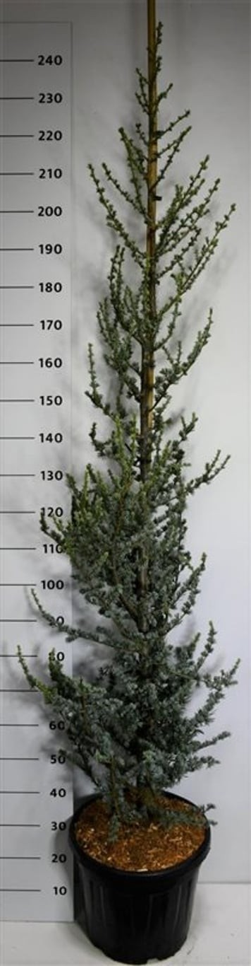 Cedrus l. 'Glauca'