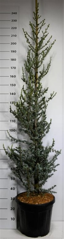 Cedrus l. 'Glauca'