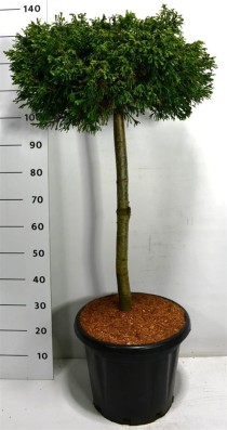 Chamaecyparis l. 'Brégeon'