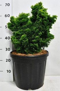 Chamaecyparis o. 'Aurora'