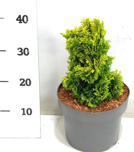 Chamaecyparis o. 'Aurora'