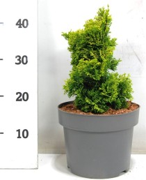 Chamaecyparis o. 'Aurora'