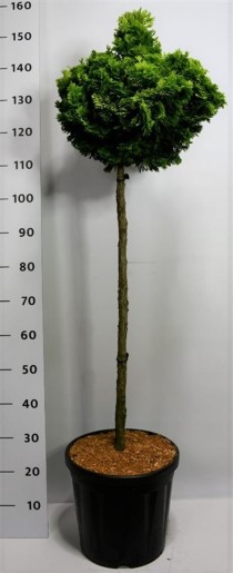 Chamaecyparis o. 'Aurora'