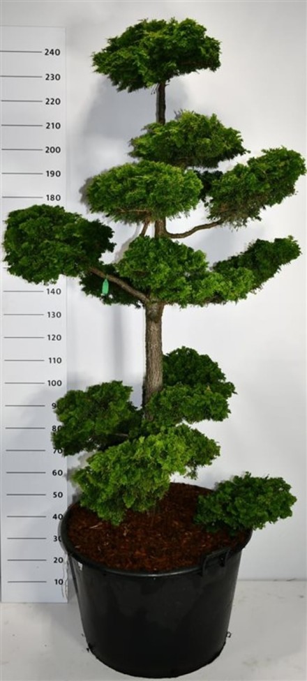 Chamaecyparis o. 'Contorta'