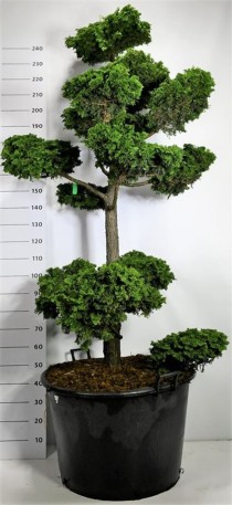 Chamaecyparis o. 'Contorta'