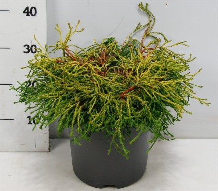 Chamaecyparis o. 'Gitte'