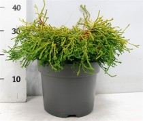 Chamaecyparis o. 'Gitte'