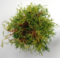 Chamaecyparis o. 'Gitte'