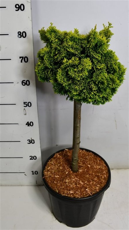 Chamaecyparis o. 'Nana Aurea'