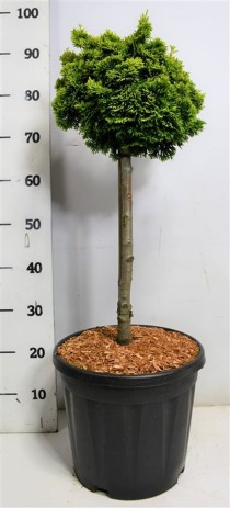 Chamaecyparis o. 'Nana Aurea'