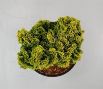 Chamaecyparis o. 'Nana Aurea'