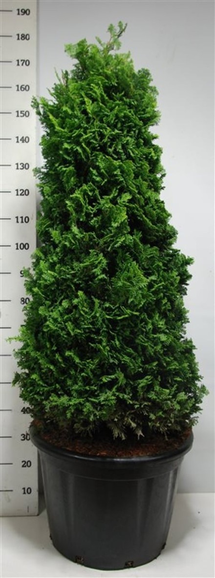 Chamaecyparis o. 'Nana Gracilis'