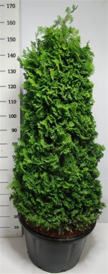 Chamaecyparis o. 'Nana Gracilis'