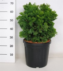 Chamaecyparis o. 'Nana Gracilis'