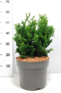 Chamaecyparis o. 'Nana Gracilis'