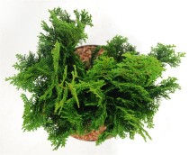 Chamaecyparis o. 'Nana Gracilis'