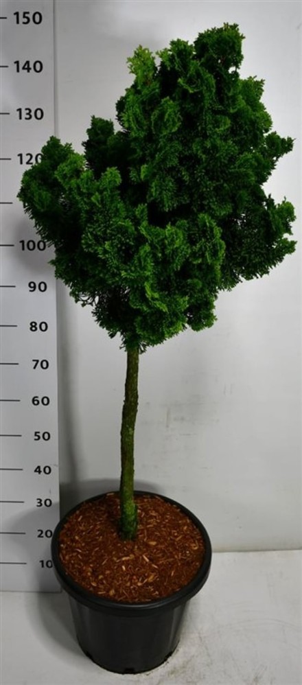 Chamaecyparis o. 'Nana Gracilis'