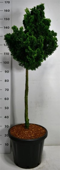 Chamaecyparis o. 'Nana Gracilis'