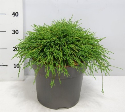Chamaecyparis p. 'Filifera Nana'