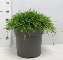 Chamaecyparis p. 'Filifera Nana'