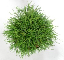 Chamaecyparis p. 'Filifera Nana'