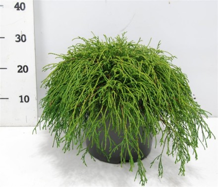 Chamaecyparis p. 'Filifera Nana'
