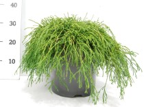Chamaecyparis p. 'Filifera Nana'