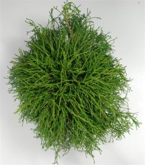 Chamaecyparis p. 'Filifera Nana'