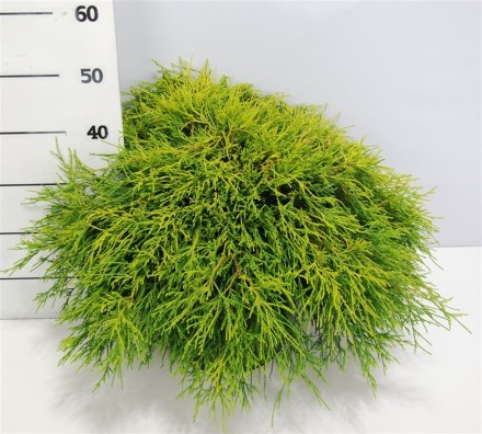 Chamaecyparis p. 'Sungold'