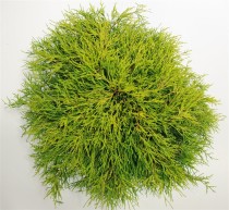 Chamaecyparis p. 'Sungold'