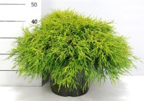 Chamaecyparis p. 'Sungold'