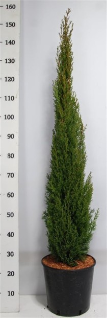 Cupressus semp. 'Totem'